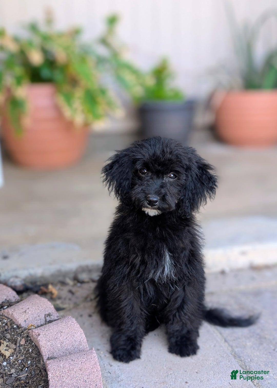 Miniature Poodle dogs for sale: Sirius  - Ad 3