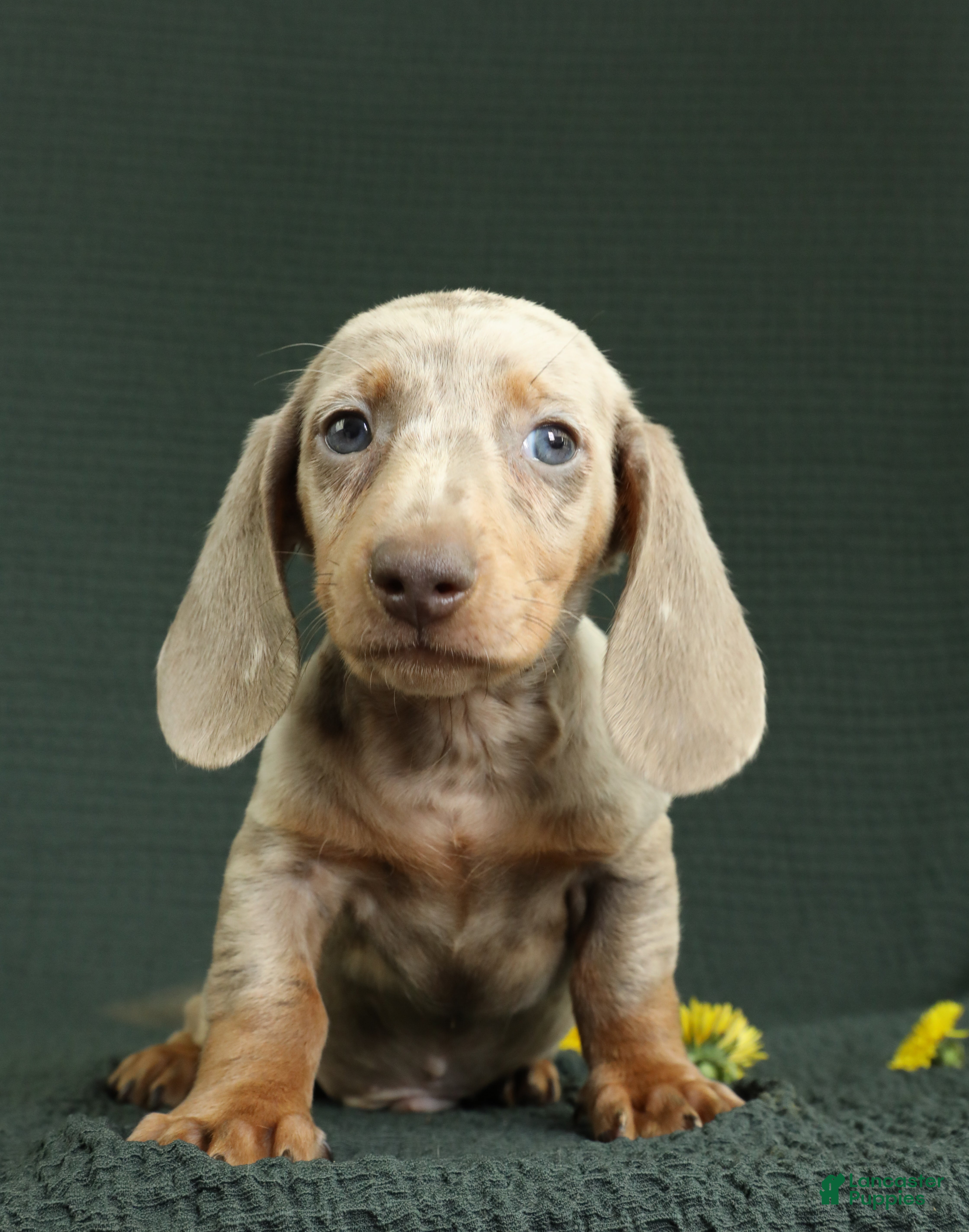 Miniature Dachshund dogs Rome - Ad 2