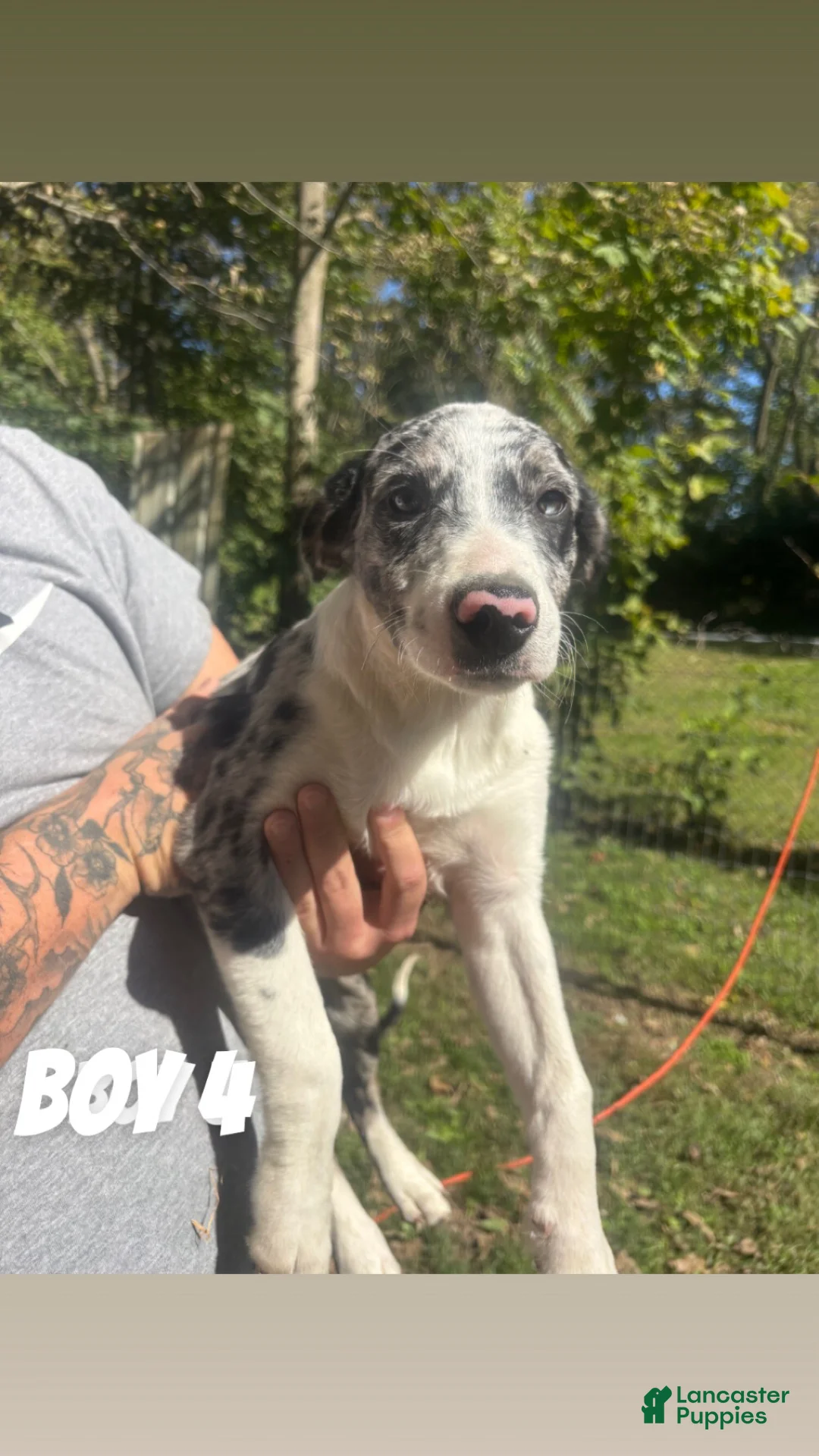 Australian Shepherd dogs for sale: Australian Shepherd 2 - Ad 2