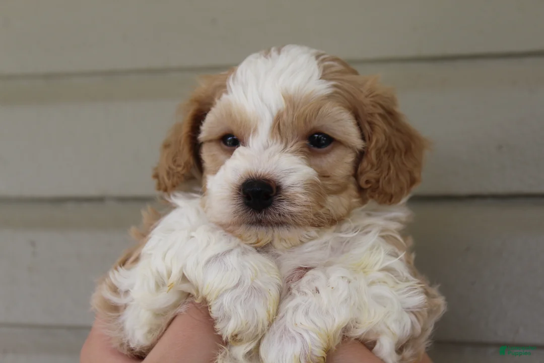 Havapoo dogs for sale: Milo - Ad 2