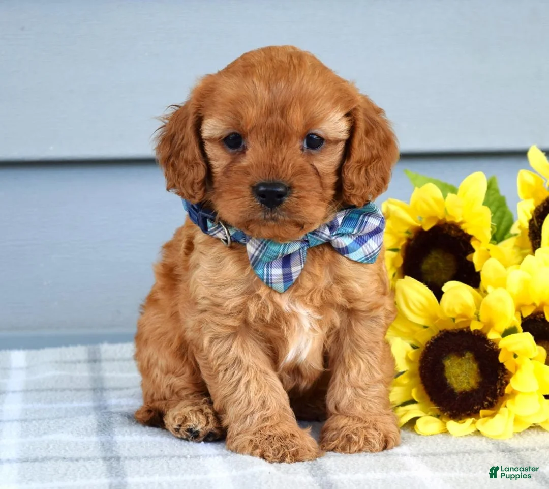 Cavapoo dogs for sale: Cleo - Ad 1