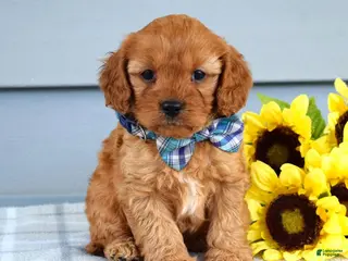 Cavapoo dogs for sale: Cleo - Ad 2