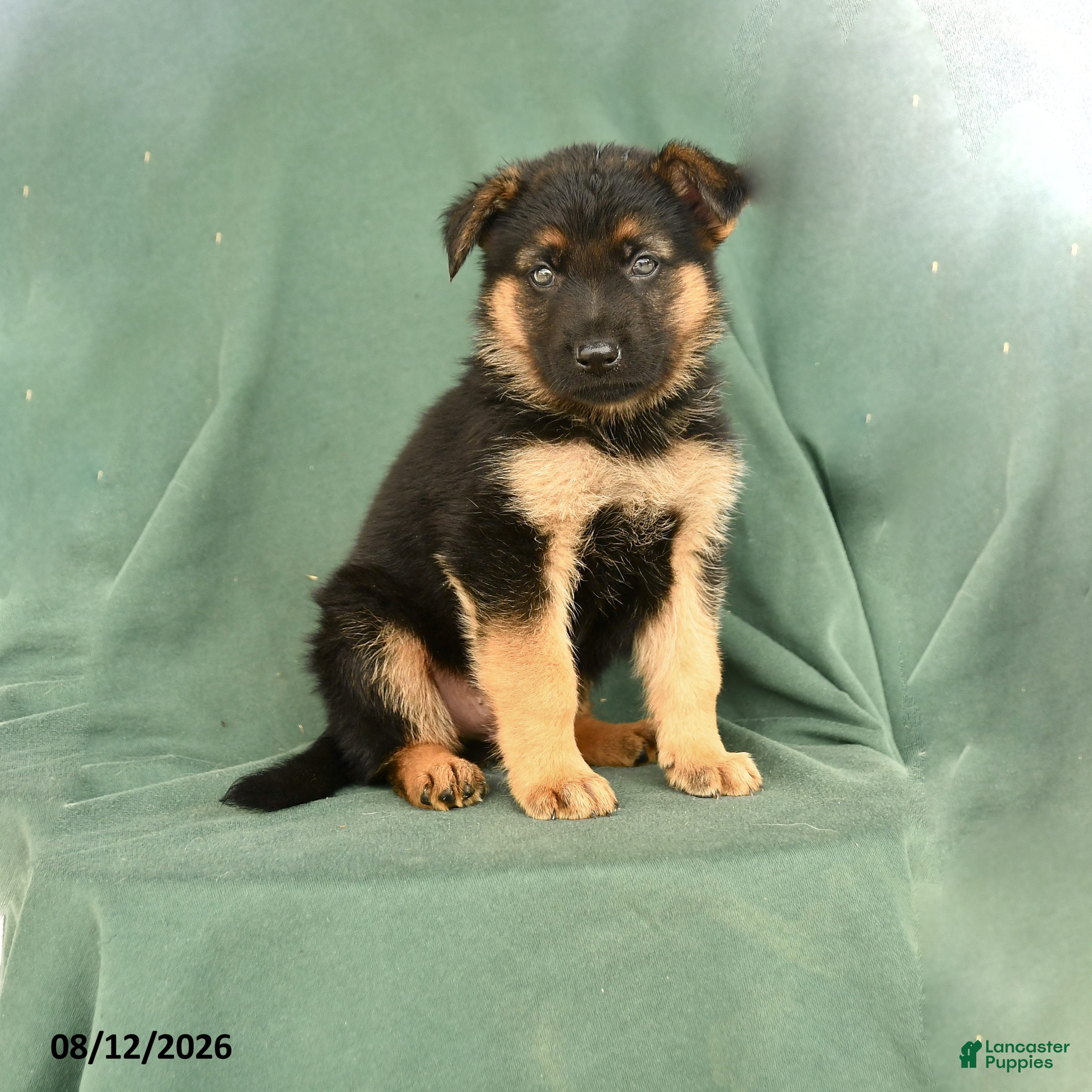German Shepherd dogs Gunner - Ad 1