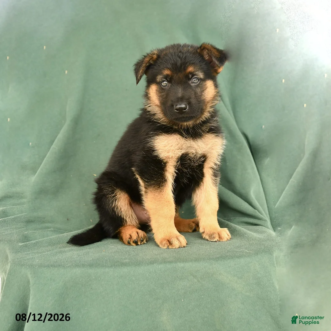 German Shepherd dogs for sale: Gunner - Ad 1