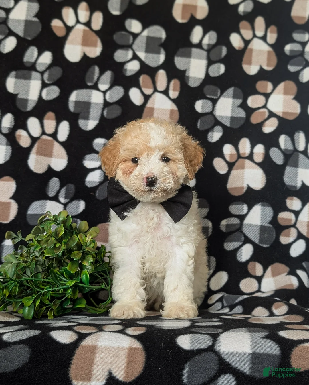 Toy Poodle dogs for sale: Stratford - Ad 2