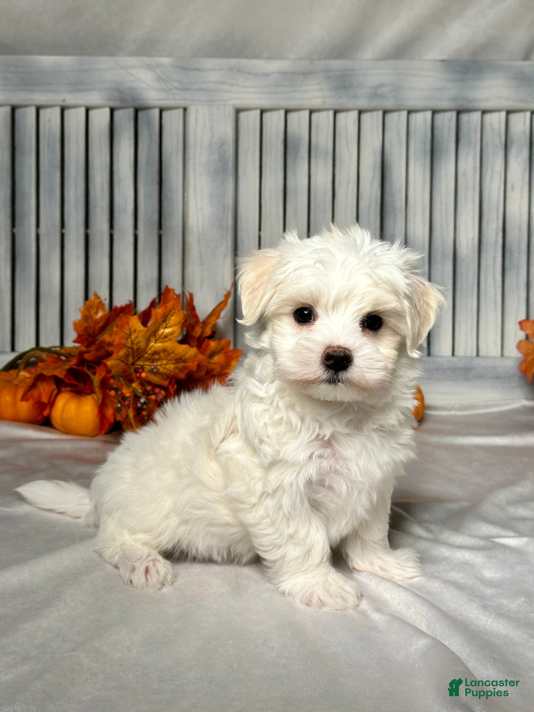 Maltese dogs for sale: Eli - Ad 2