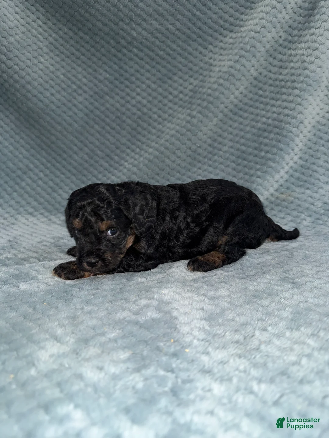 Cavapoo dogs for sale: Cavapoo Puppy 5 - Ad 4