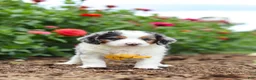 Mini Bernedoodle dogs for sale: Herbie - Ad 6