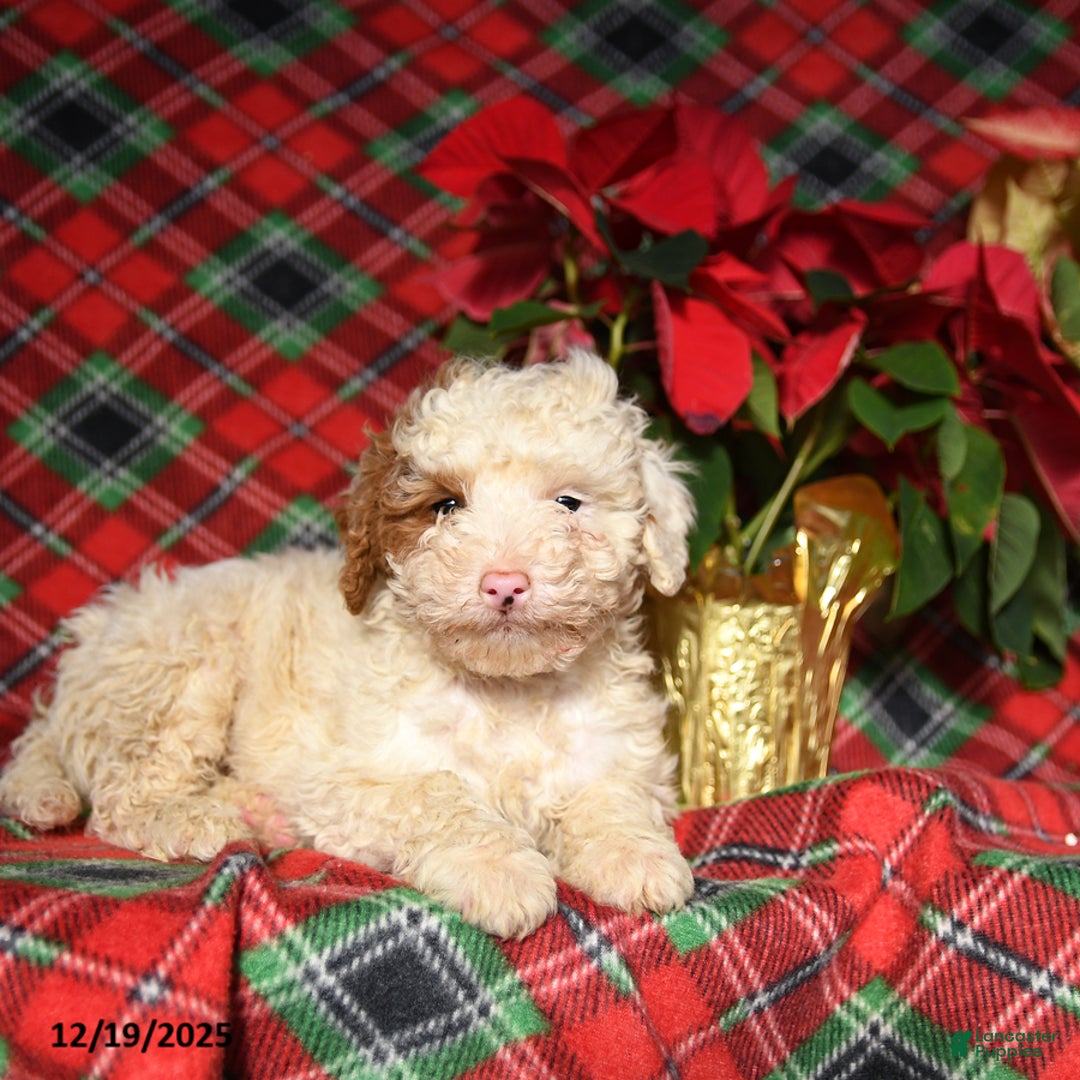 Mini Bernedoodle dogs for sale: Lester - Ad 2