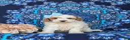 Miniature Poodle dogs for sale: Carissa - Ad 2