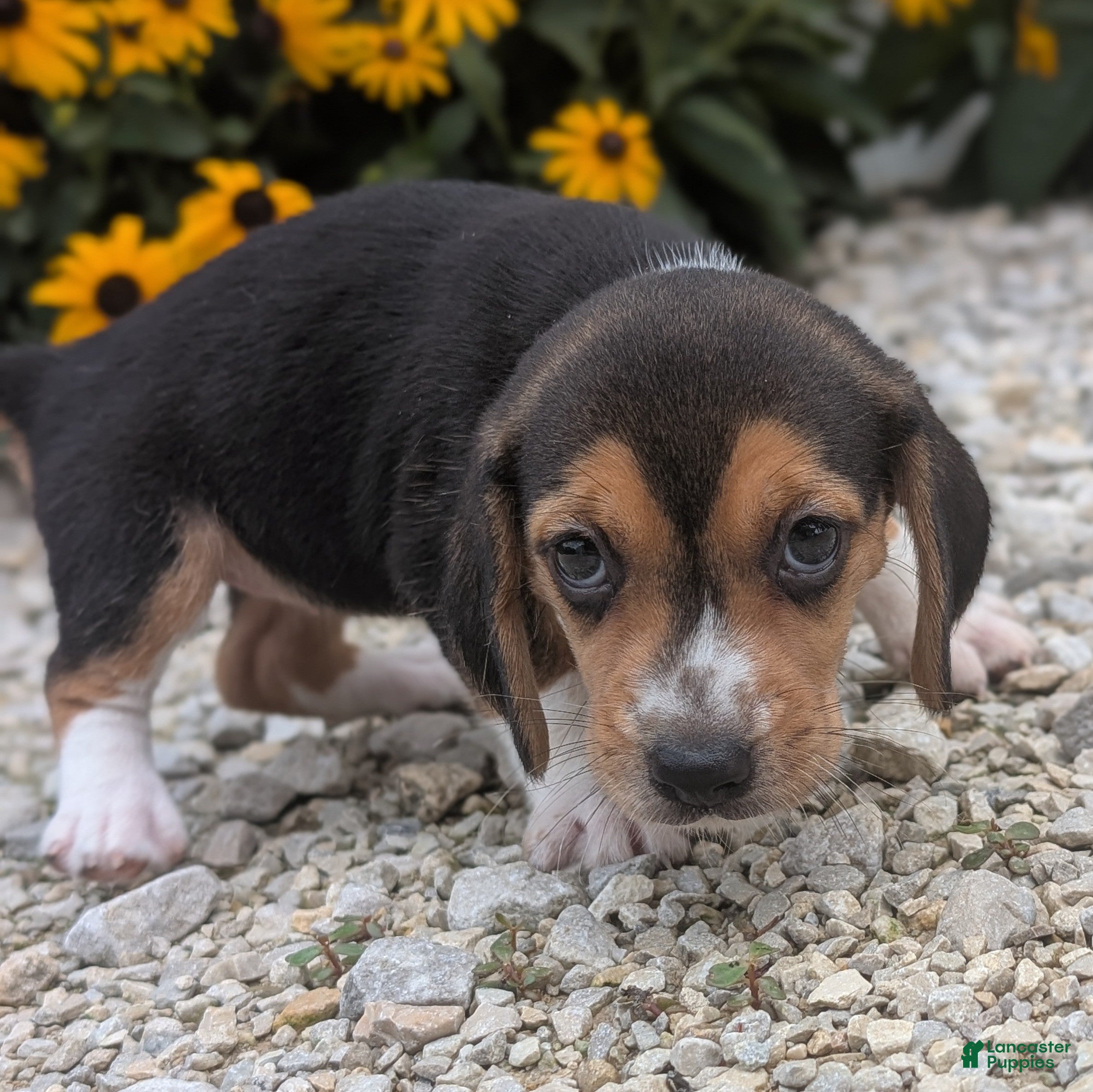 Beagle dogs Pancake - Ad 18
