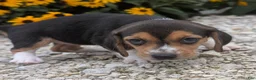 Beagle dogs for sale: Pancake - Ad 1