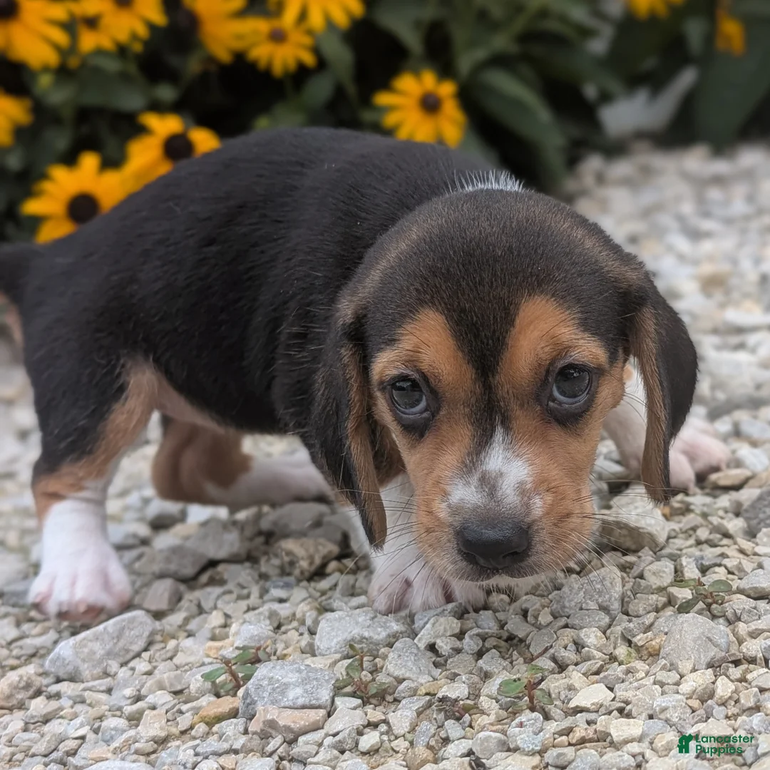 Beagle dogs for sale: Pancake - Ad 1
