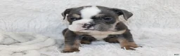 English Bulldog dogs for sale: Stella - Ad 5