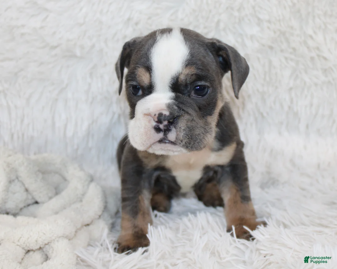 English Bulldog dogs for sale: Stella - Ad 5