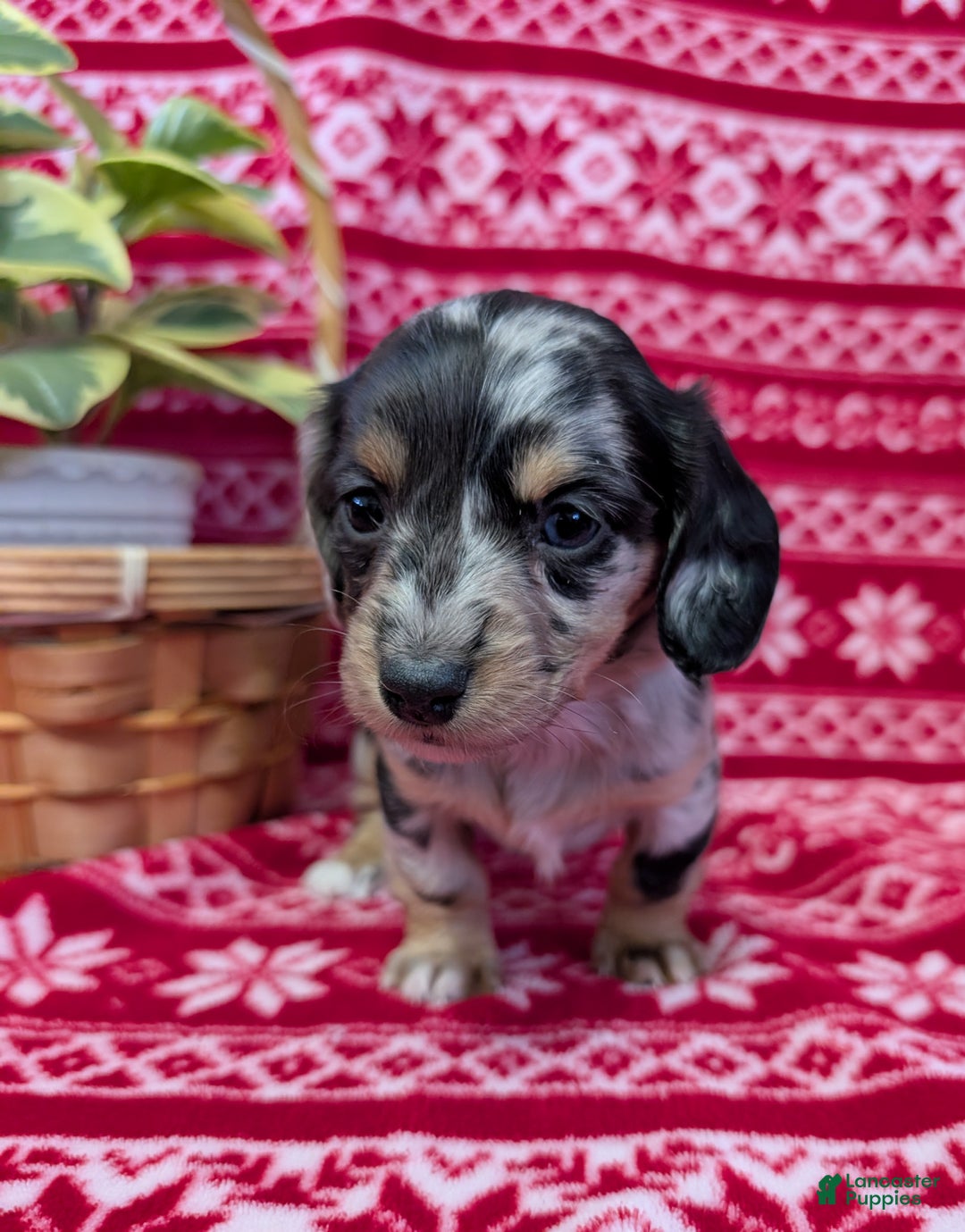 Miniature Dachshund dogs for sale: Amber  - Ad 4