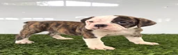 Olde English Bulldogge dogs for sale: Molly - Ad 3