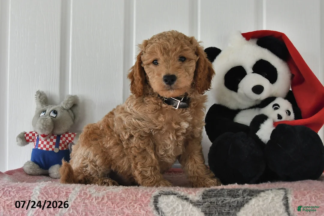 Mini Goldendoodle dogs for sale: Cody - Ad 1