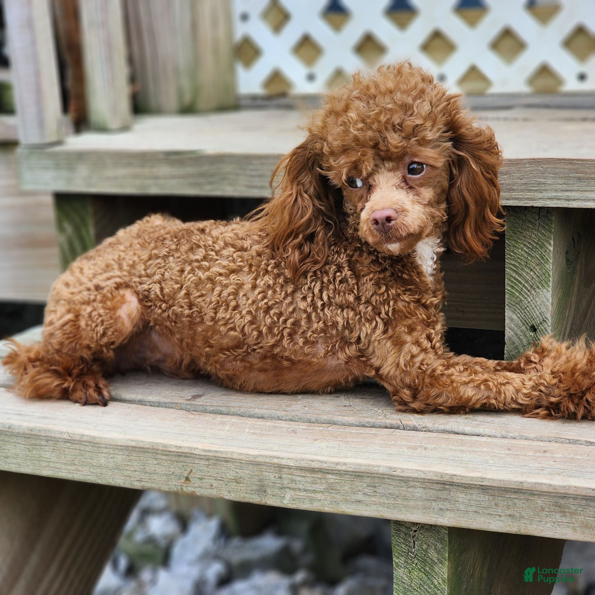 Toy Poodle dogs Moose - Ad 2
