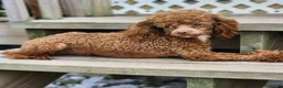 Toy Poodle dogs for stud: Moose - Ad 2