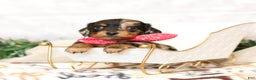 Miniature Dachshund dogs for sale: Jenna - Ad 2