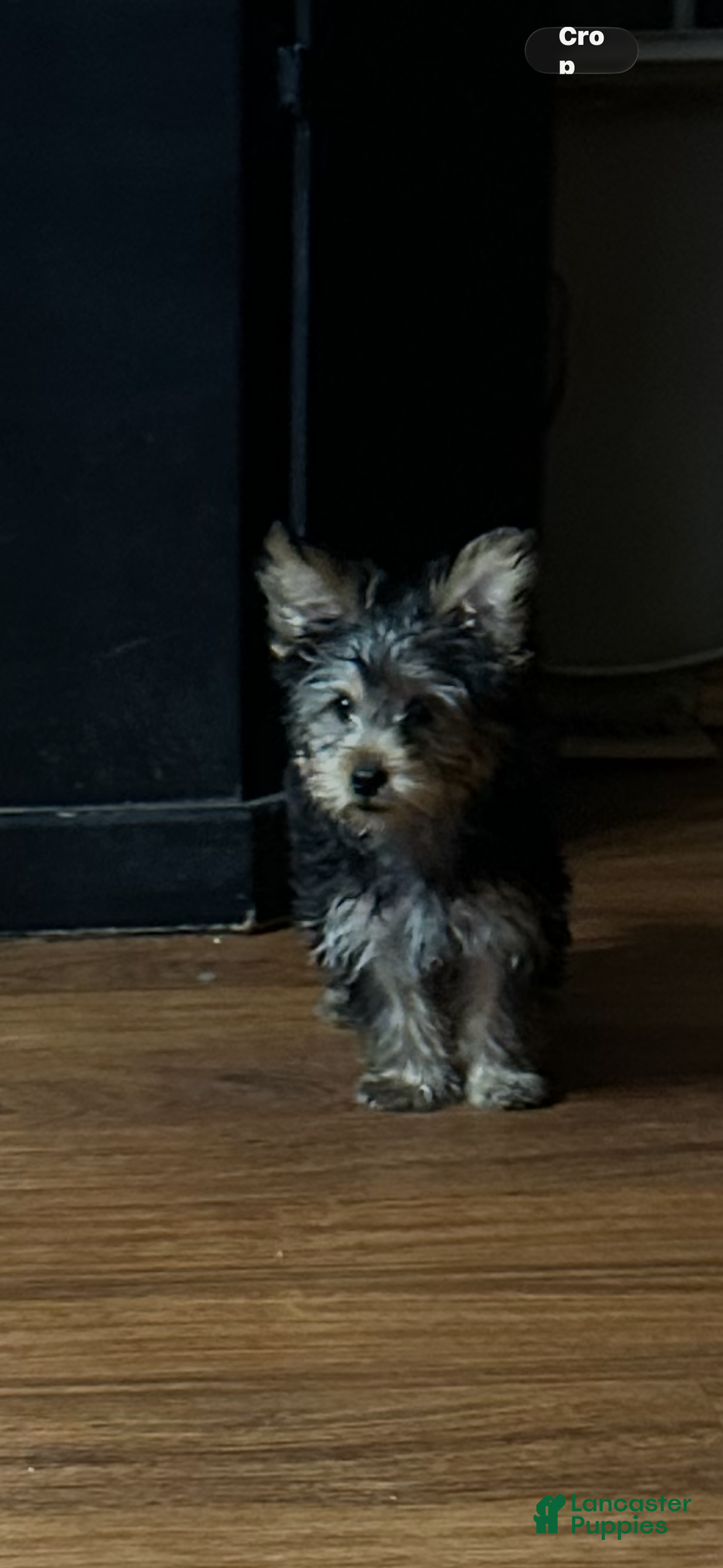 Yorkshire Terrier dogs for sale: Yorkshire Terrier Puppy 1 - Ad 1