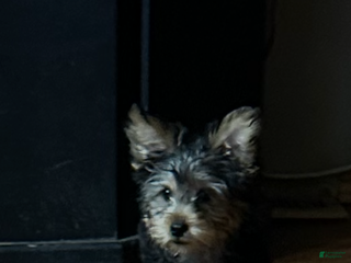 Yorkshire Terrier dogs Yorkshire Terrier Puppy 1 - Ad 1