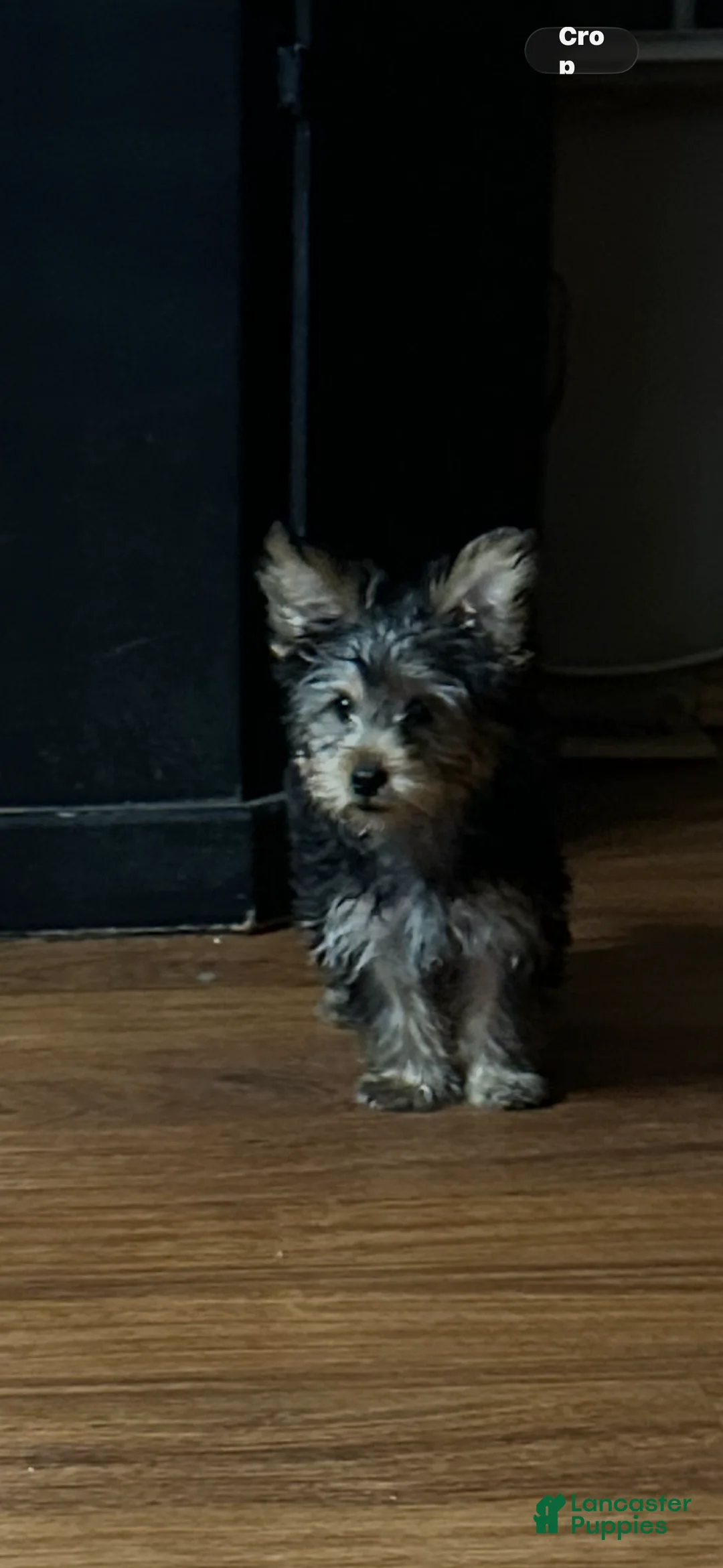 Yorkshire Terrier dogs for sale: Yorkshire Terrier Puppy 1 - Ad 1