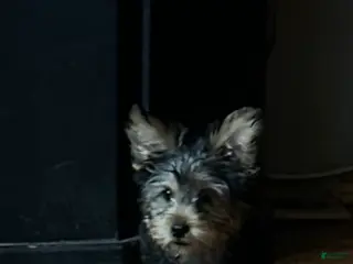 Yorkshire Terrier dogs Yorkshire Terrier Puppy 1 - Ad 16