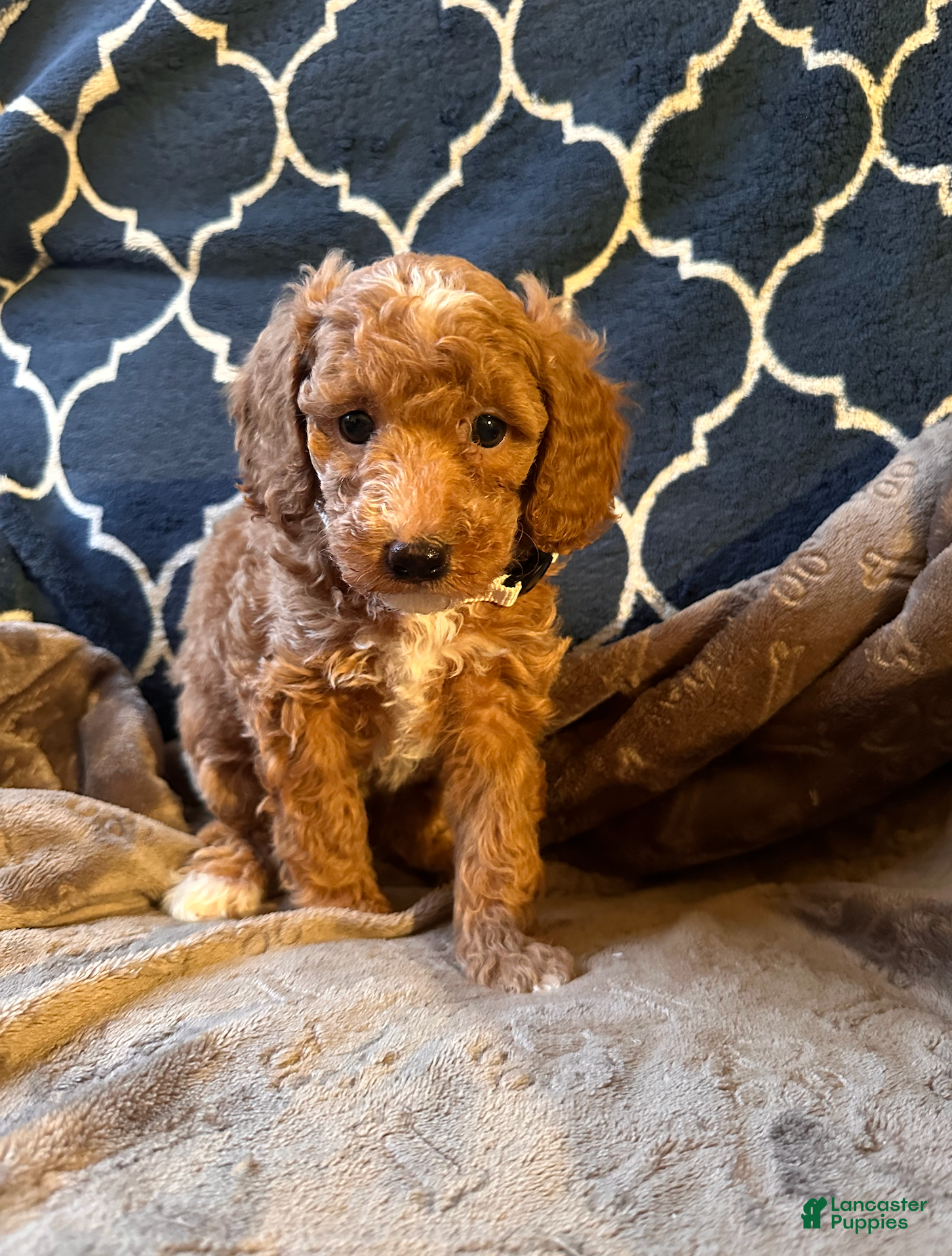 Mixed Breed dogs Eddie- AKC GENETICALLY TESTED parents - Ad 6