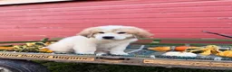 Great Pyrenees dogs for sale: Rhonda - Ad 4