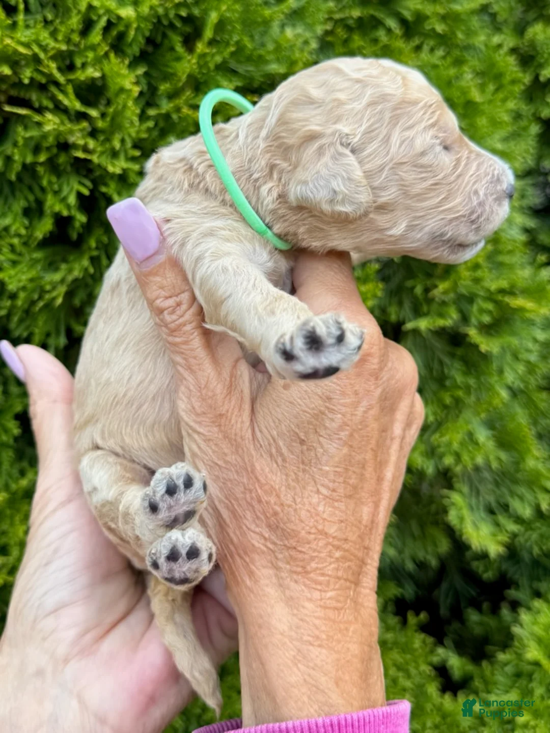 Goldendoodle dogs for sale: Green  - Ad 4