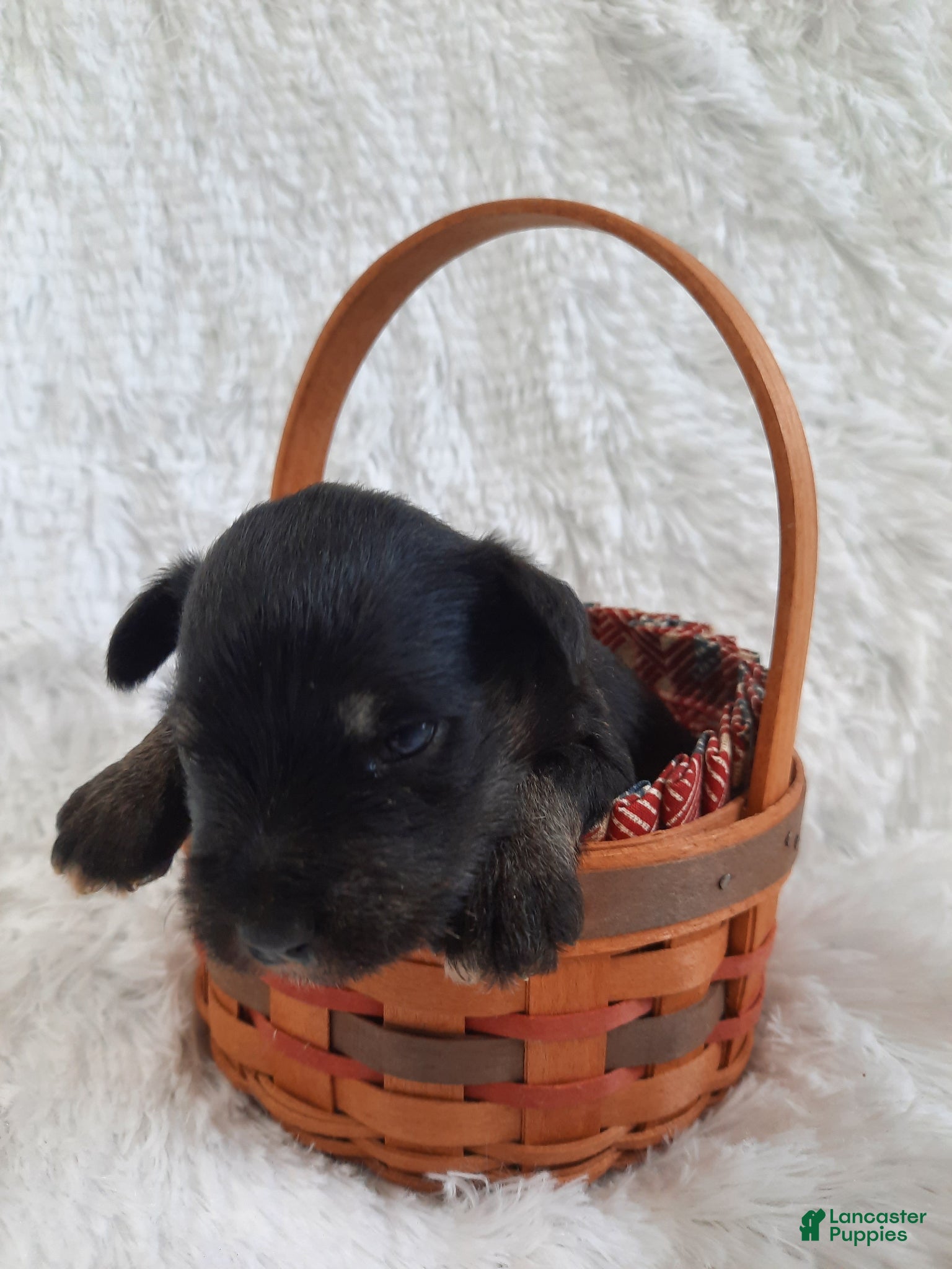 Miniature Schnauzer dogs AKC Sadie - Ad 2