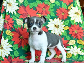 Chihuahua dogs Marble - Ad 35