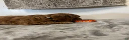 Cavapoo dogs for sale: June - Ad 6