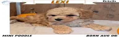 Lexi