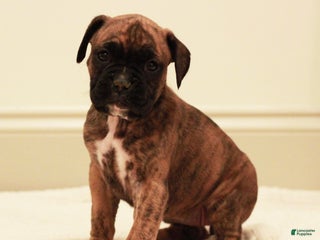 Boxer dogs Bessi - Ad 36