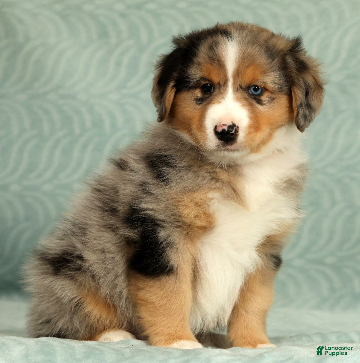 Australian Shepherd dogs for sale: Hunter - Ad 4
