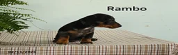 Miniature Dachshund dogs for sale: Rambo - Ad 4