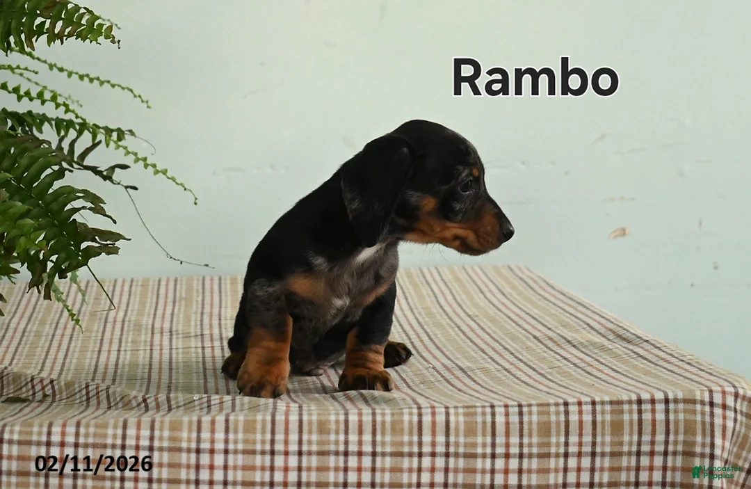 Miniature Dachshund dogs for sale: Rambo - Ad 4