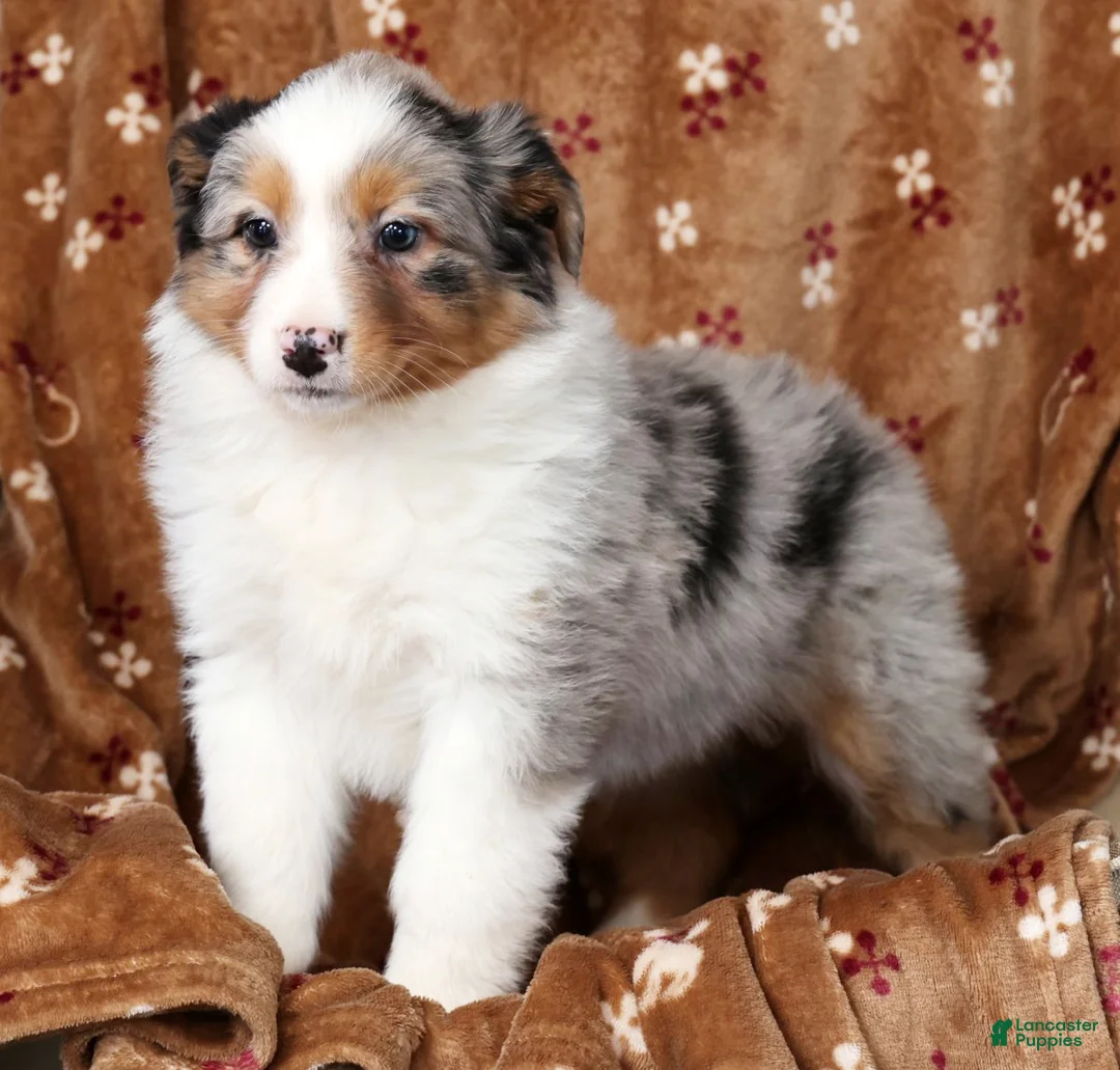 Australian Shepherd dogs for sale: Judy - Ad 7