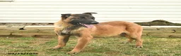 Belgian Malinois dogs for sale: Pearl  - Ad 2