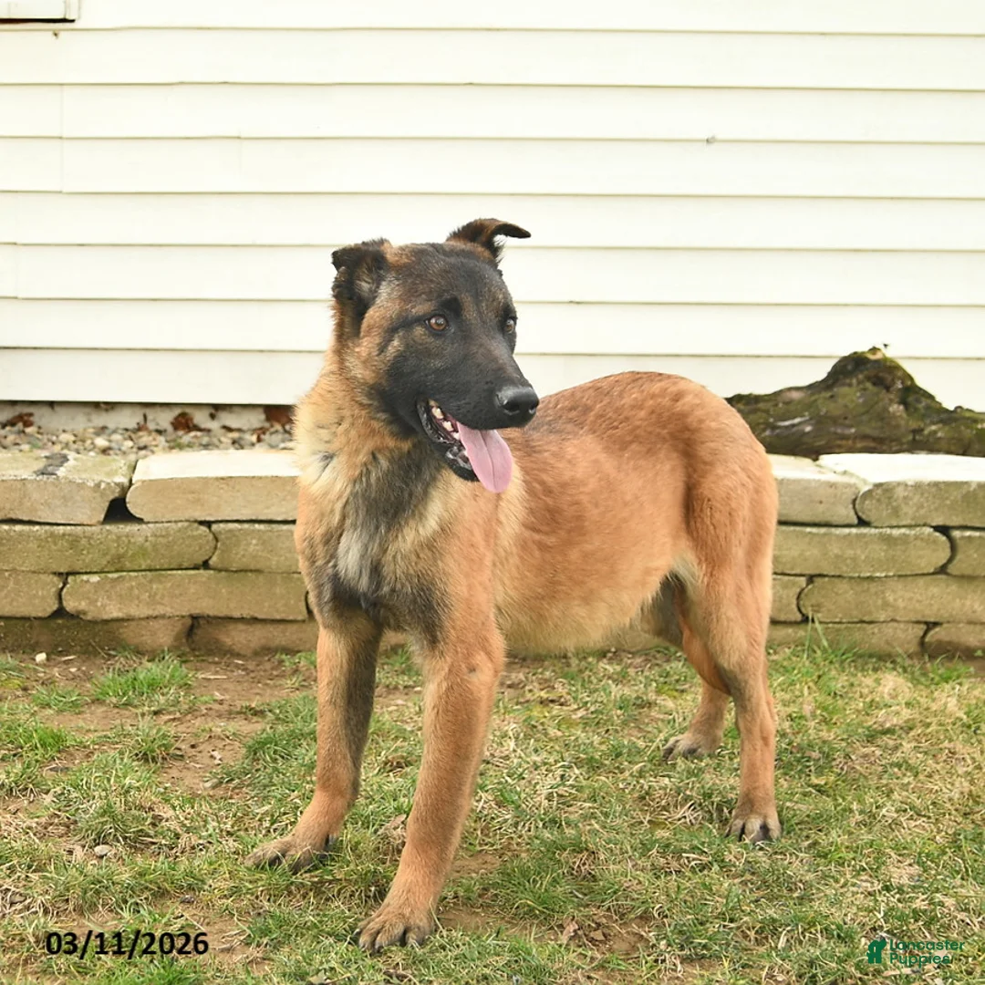 Belgian Malinois dogs for sale: Pearl  - Ad 2