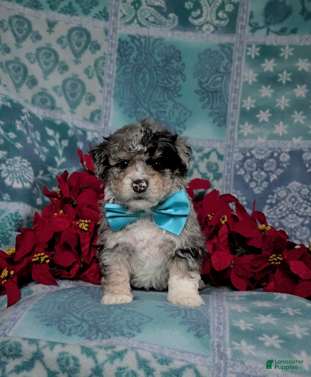 Mini Bernedoodle dogs for sale: Ashburn Hypoallergenic Ready for Christmas - Ad 4