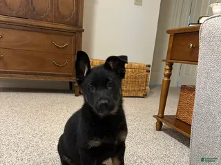 German Shepherd dogs Birdi - Ad 40