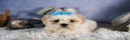 Shih Tzu dogs for sale: GUNNER - Ad 4