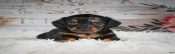 Miniature Dachshund dogs for sale: AKC-Ringo - Ad 7