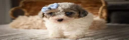Miniature Poodle dogs for sale: Juno🦴  - Ad 6