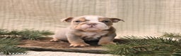 English Bulldog dogs for sale: Holly - Ad 2