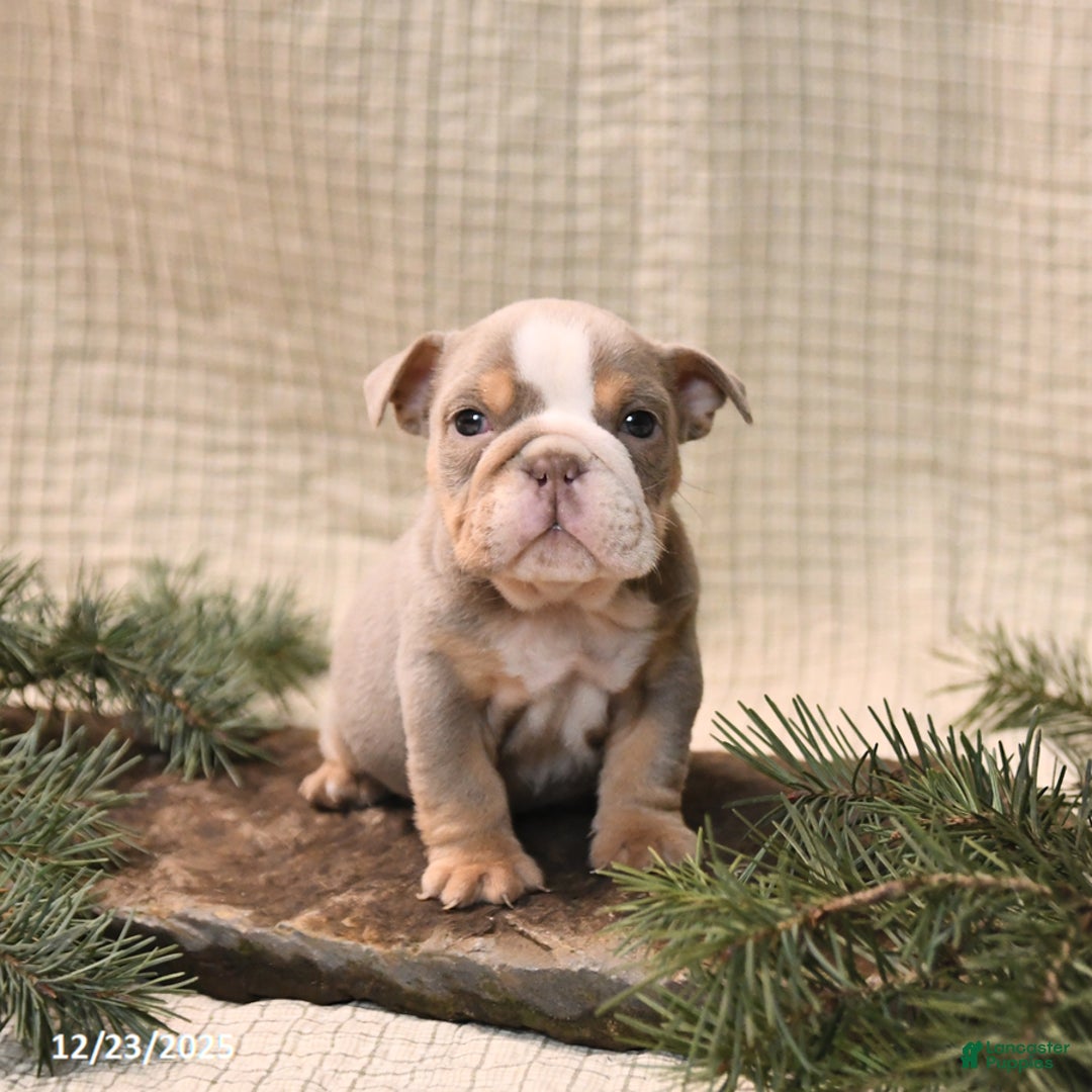 English Bulldog dogs for sale: Holly - Ad 2